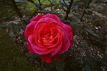 Rose flower grown for export {Rosa sp} Nairobi, Kenya organic farm