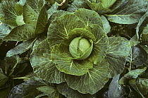 Cabbage plant {Brassica oleracea capitata} Nairobi, Kenya