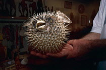 Porcupine fish {Diodon hystrix} made into tourist curio for sale on Sal Is, Cape Verde Islands