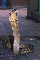 King cobra in strike pose {Ophiophagus hannah} Bangkok, Thailand at Quenn Saovabha mem institute and snake farm