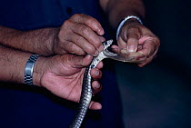 Milking venom from Spectacled cobra {Naja naja kaouthia} Bangkok, Thailand. Used for anti-venom production. Snake bites onto glass plate and ejects venom.