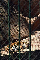 Jaguar resting in zoo cage {Panthera onca} Transvaal, South Africa