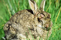 European rabbit with myxomatosis {Oryctolagus cuniculus} Scotland, UK