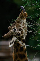 Rothchild's giraffe with tongue extended feeding on shrub, captive in zoo in cotland