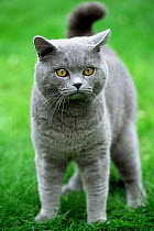 British shorthair blue cat {Felis catus} UK