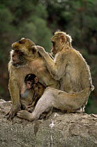 Barbary apes grooming {Macaca sylvanus} Gibraltar