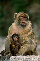Barbary ape mother with young baby {Macaca sylvanus} Gibraltar
