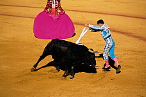 Bull fight, Spain