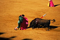 Matador and wounded bull in Bull fight, Spain