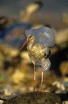 White stork {Ciconia ciconia} caught in plastic rubbish at refuse dump, Spain
