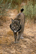 Spanish lynx walking {Lynx pardina} Spain, captive