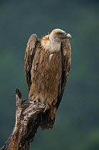 Griffon vulture portrait {Gyps fulvus}  Spain