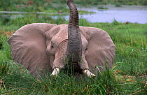 Mature African elephant with trunk raised {Loxodonta africana} Amboseli. Kenya
