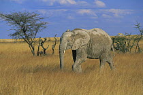 African elephant walking through grass (Loxodonta africana) Etosha Pan, Etosha NP, Namibia