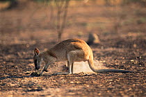 Agile wallaby digging for food {Macropus agilis} Northern Territory, Australia
