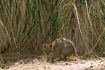 Quokka near long grass {Setonix brachyurus} Rottnest Island, Australia