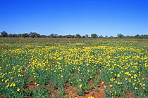 Fleshy groundsel in flower (Senecio gregorii) Simpson Desert, Northern Territory, Australia