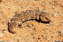 Shingleback lizard portrait {Trachydosaurus rugosus} Australia