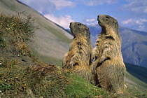 Alpine marmots on look out {Marmota marmota} Hohe Tauern NP, Austria