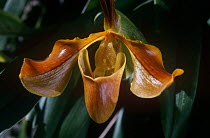 Venus slipper orchid {Paphiopedilum villosum} Thailan