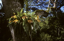 Venus slipper orchid {Paphiopedilum villosum} Thailand