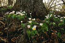 Blood root plant {Sanguinaria canadensis} flowering at base of Oak tree Wisconsin, USA