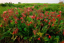 Prairie smoke flowers and seedheads {Geum triflorum} Wisconsin, USA, North America
