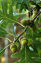 White oak with acorns {Quercus alba} Wisconsin, USA