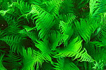 Lady fern fronds {Athyrium filix femina} Wisconsin, USA, North America