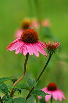 Black sampson cornflower {Echinacea purpurea} Wisconsin, USA