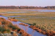 Buckenham Marsh in winter, Mid Yare RSPB, Norfolk, UK