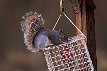 Grey squirrel on 'squirrel proof' bird feeder. {Sciurus carolinensis} UK