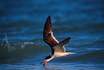 Black skimmer skimming {Rynchops nigra} Florida, USA, North America,