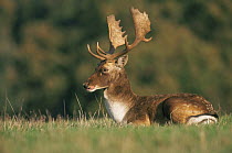 Fallow deer stag at rest (Dama dama) Holkham Park, Norfolk, UK
