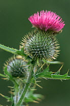 RF- Woolly thistle flower (Cirsium eriophorum). Highlands, Scotland. (This image may be licensed either as rights managed or royalty free.)