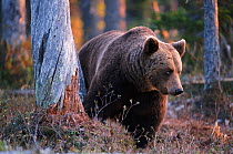 European brown bear {Ursus arctos} Finland