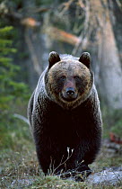 Male European brown bear {Ursus arctos} Finland