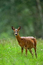 Roe deer female {Capreolus capreolus} Strathspey, Scotland, UK