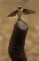 Black eared wheatear {Oenanthe hispanica} displaying on post with prey in beak, Spain