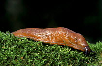 Dusky slug {Rufus subfuscus} Germany