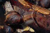 Giant african snail {Achatina marginata}