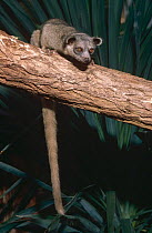 Allen's olingo juvevnile female {Bassaricyon alleni} captive, found in Amazonia