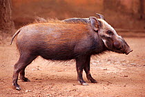 Bush pig {Potamochoerus larvatus} Madagascar