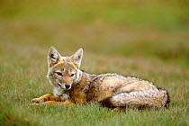 Pampas fox resting {Pseudolopex gymnocerus} Torres del Paine NP, Patagonia, Chile South America