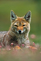 Pampas fox portrait {Pseudolopex gymnocerus} Torres del Paine NP, Patagonia, Chile, South America