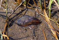 Atlantic ribbed mussel {Geukensia demissa} Cape Cod, US