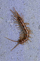 Common centipede {Lithobius forficatus} Germany