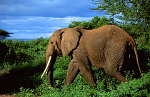 Bull African elephant in bush {Loxodonta africana} Lake Manyara NP, Tanzania, Africa
