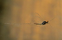 Mayfly {Baetis sp} on water surface, Europe