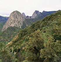 World's largest laurel forest, Garajonay NP, World Heritage Site, WHS, La Gomera island, Canary Islands